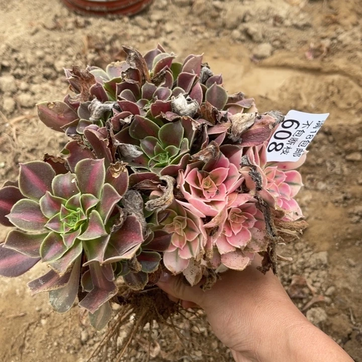 608粉女巫阴阳不圆4