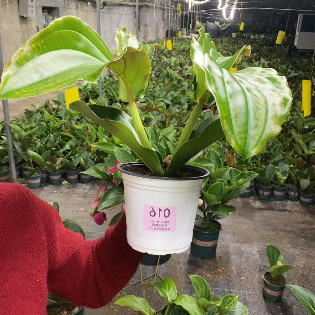 木本植物冰**子木本花卉016叶损