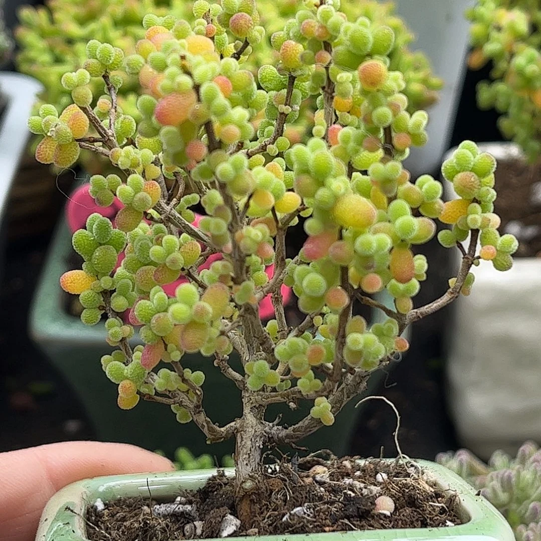 19金桔带盆优选枝干