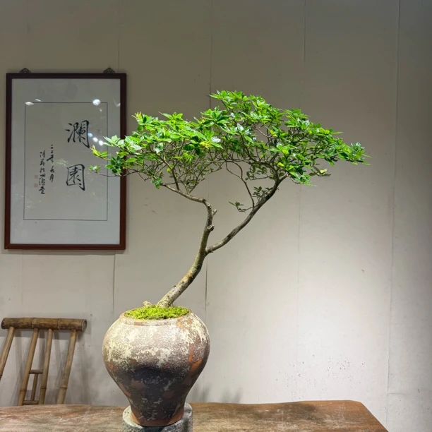 海岛栀子花盆景室内外造景适用茶空间绿植装饰佳品
