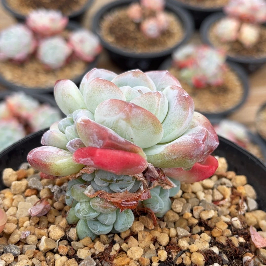 潜力股捧花满68包邮