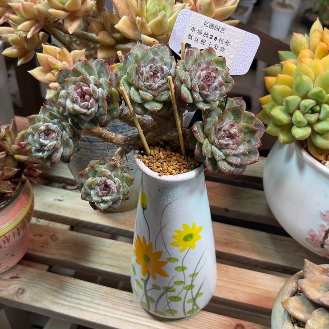 小树朵朵缀多肉植物funvnvn