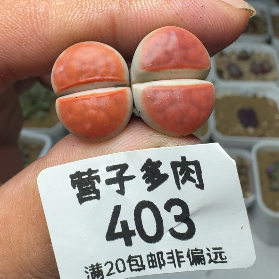 朱唇