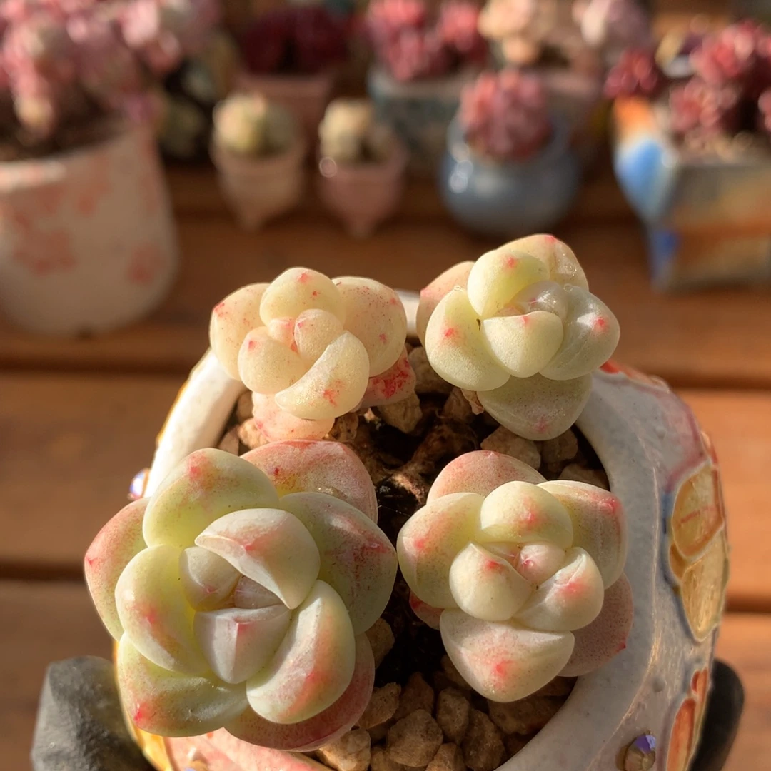 白底冰玉一物一拍 001