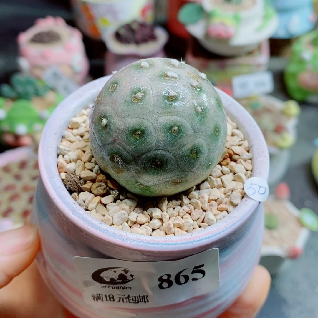 生石花花花花花865