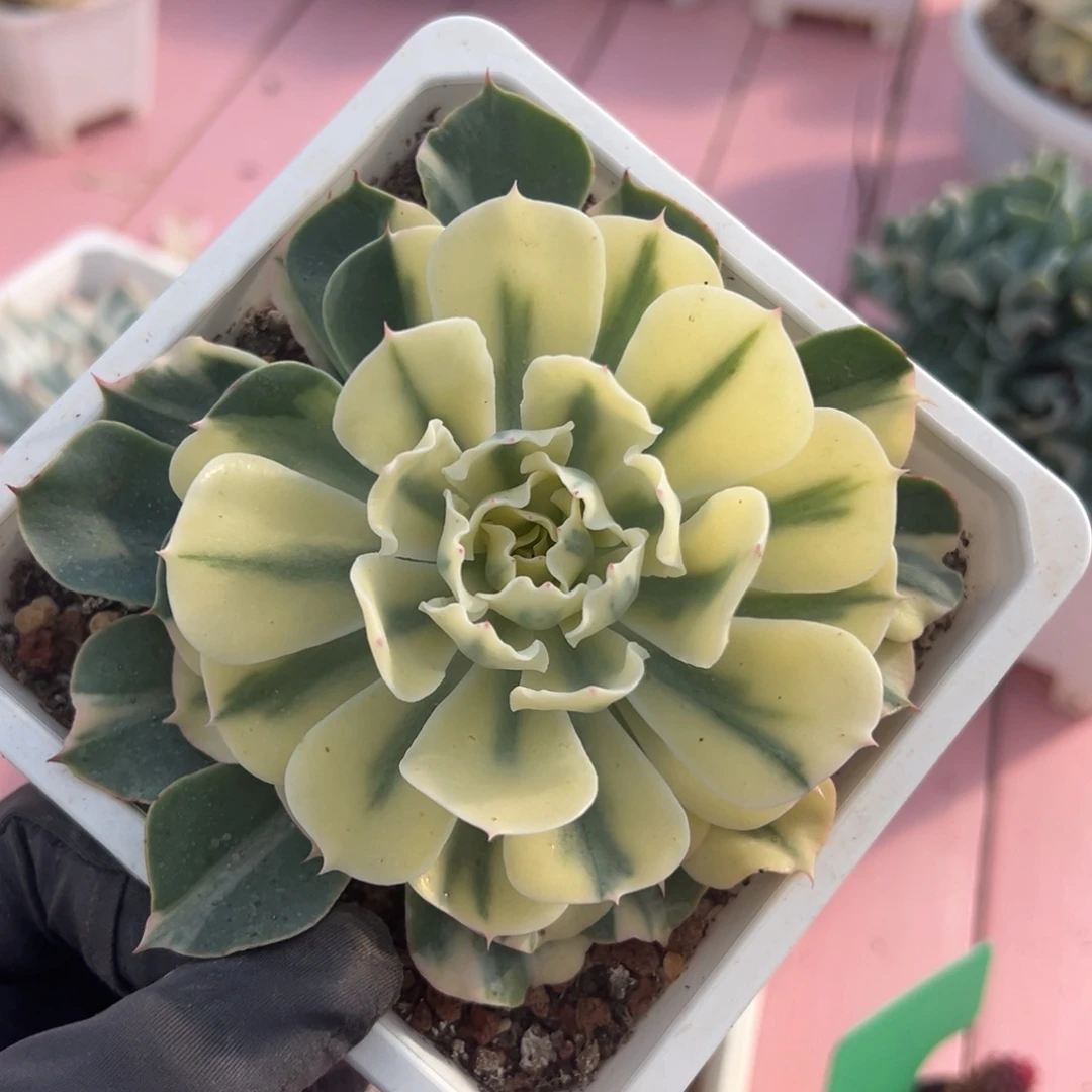 海啸锦，覆轮锦多肉