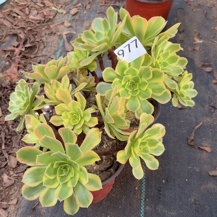 青檬2棵多肉植物不包损977