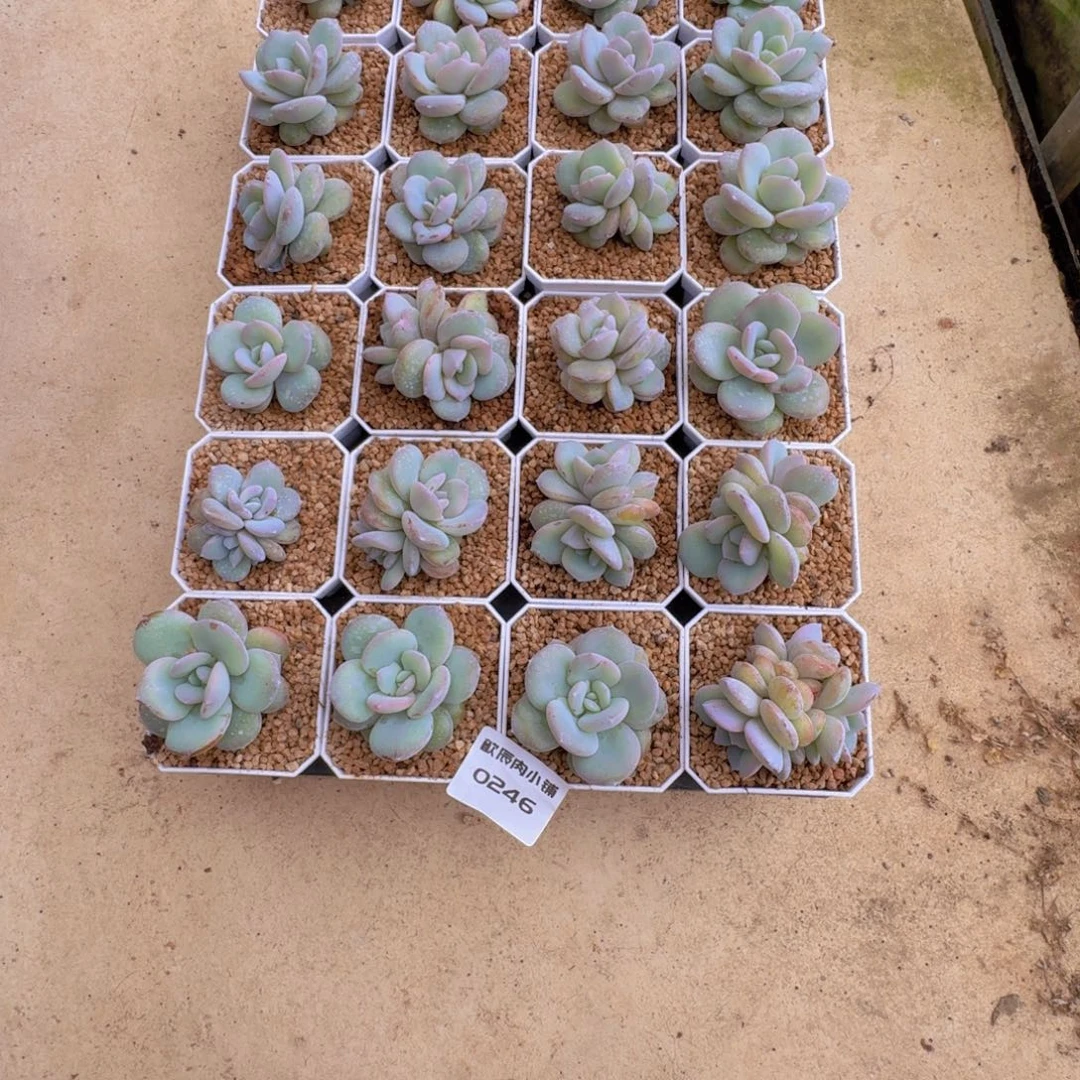 咖***乐多肉植物奶茶一筐加两颗0246