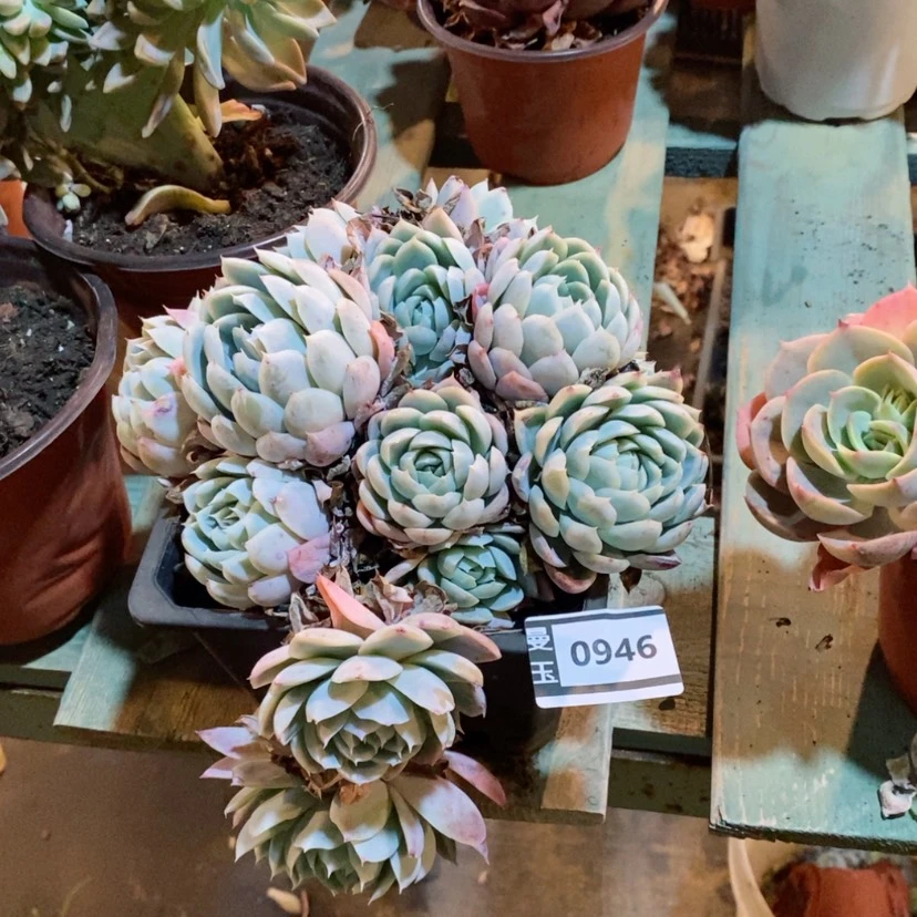 【闪购商品】渣*吕鬼魅0946