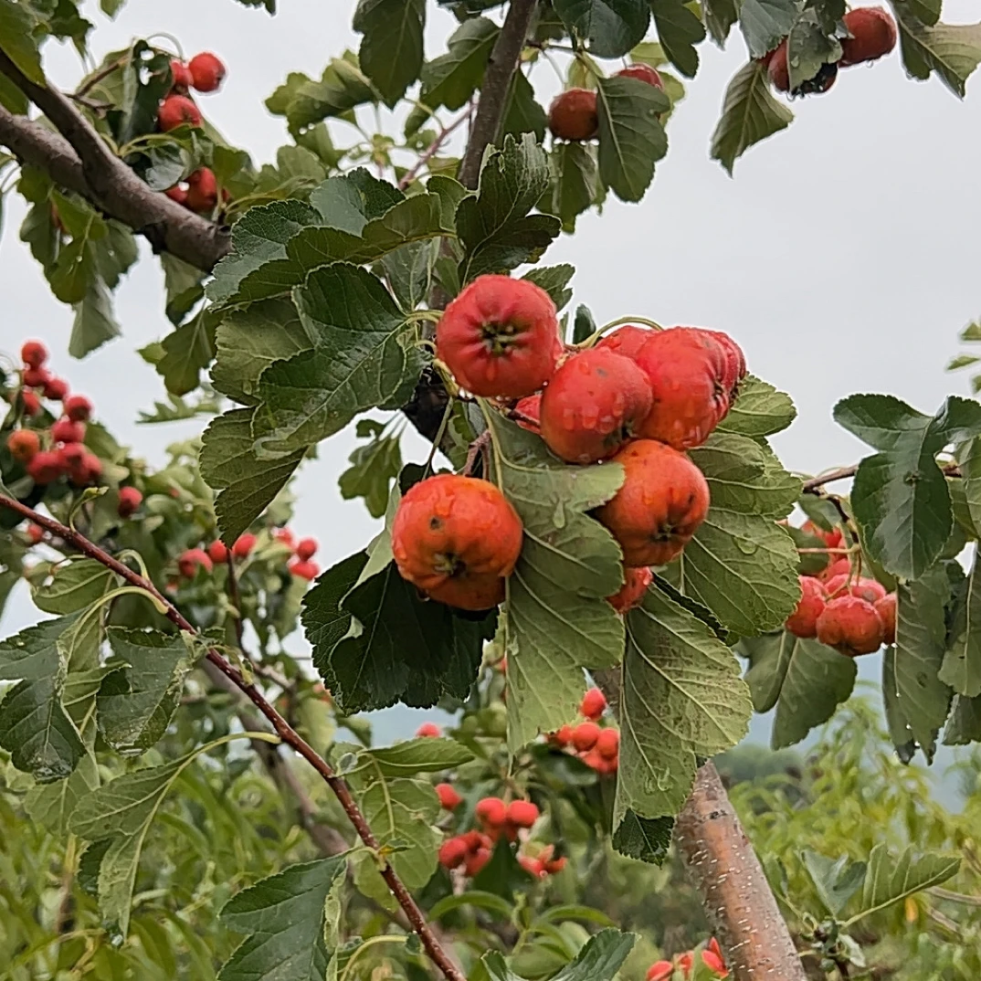 当季新鲜山楂冰糖葫芦面球产地直发