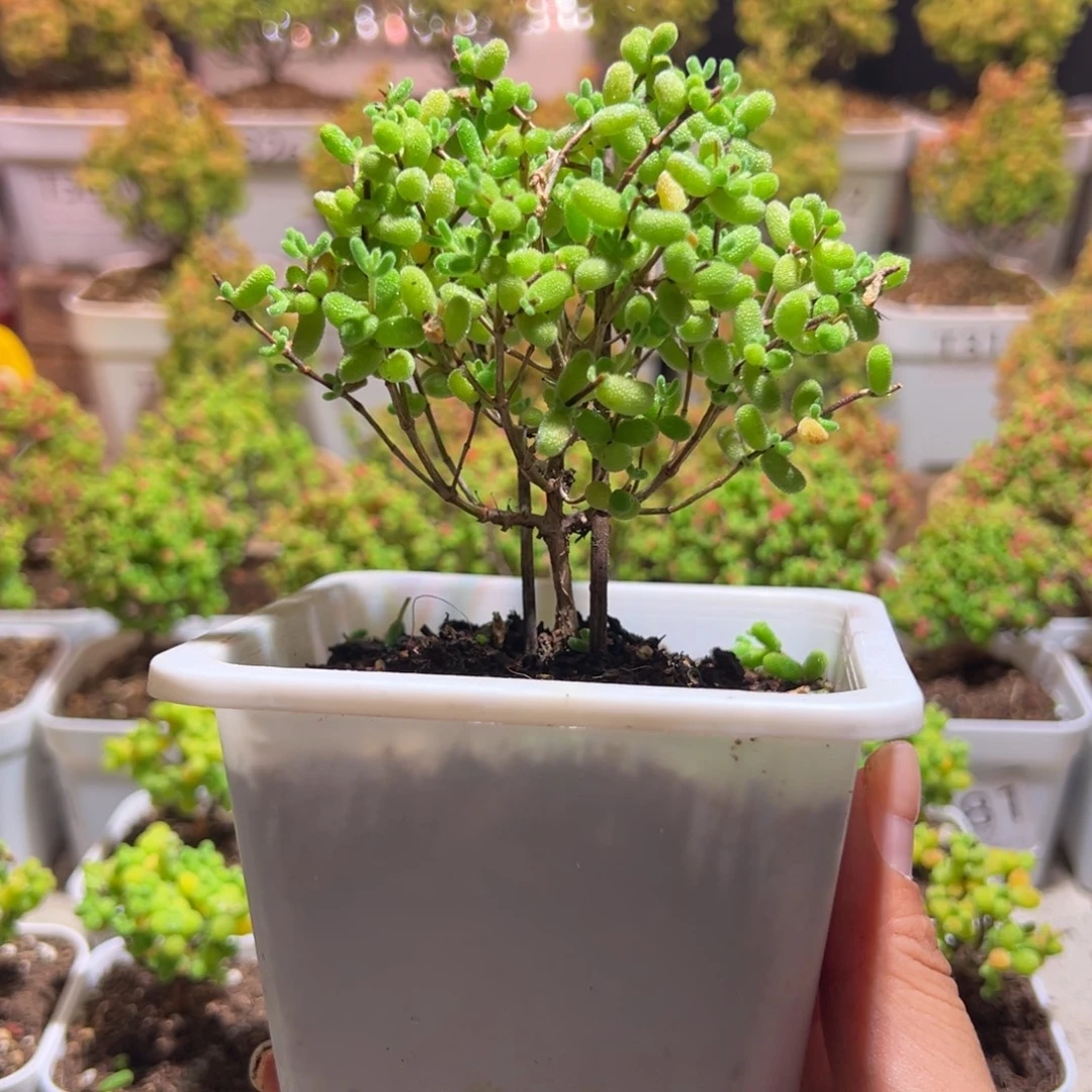 冰糖带盆土发货一物一拍