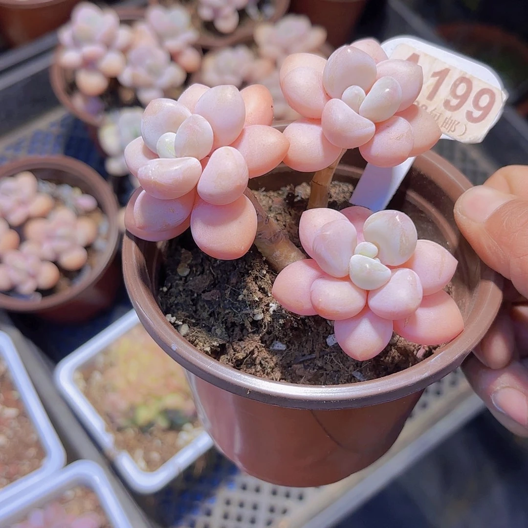 A199香水洛神一物一拍