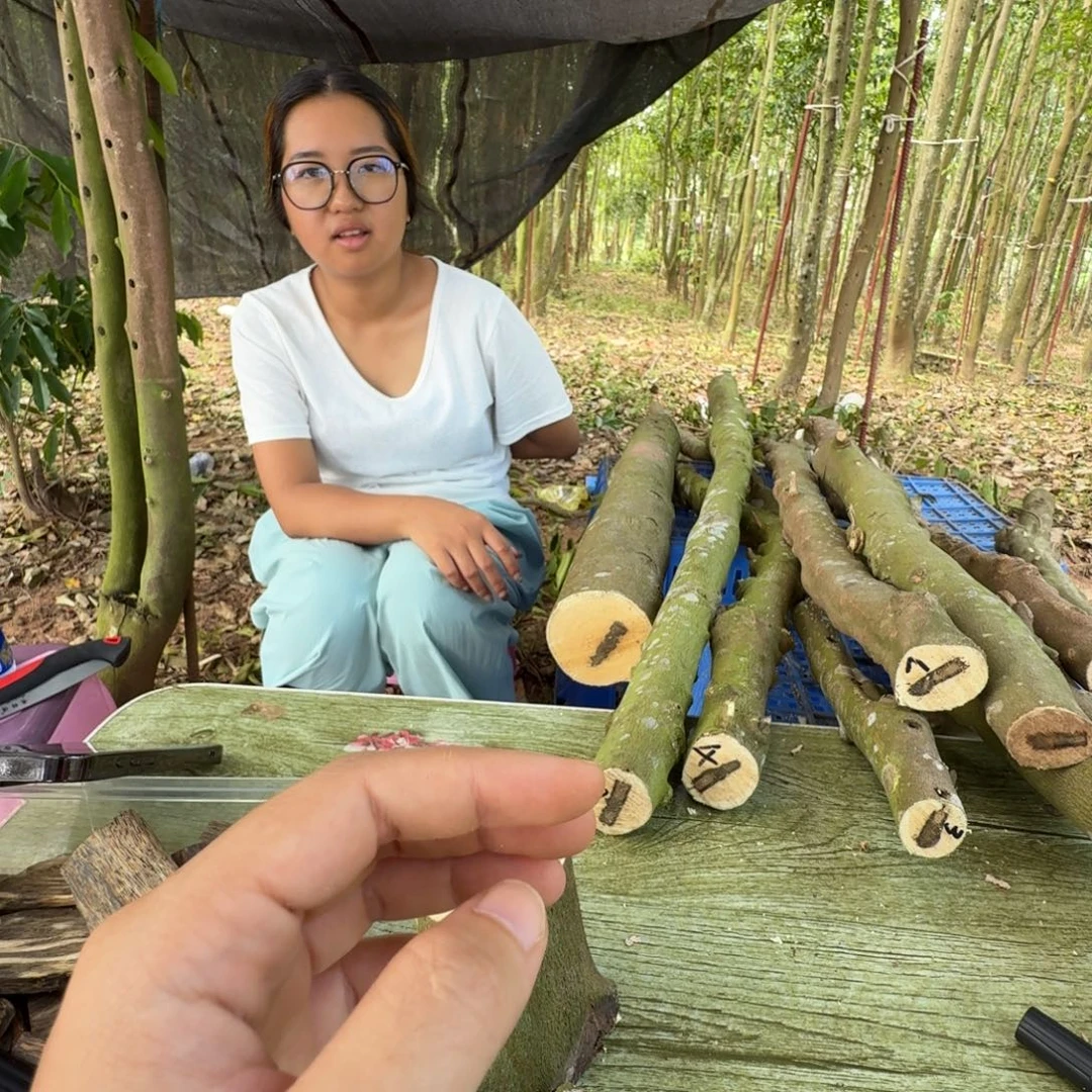 张***伟线香奇楠沉香原木