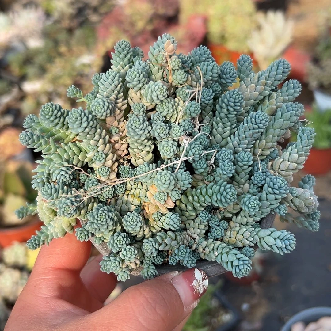 多肉植物杜姬星美人