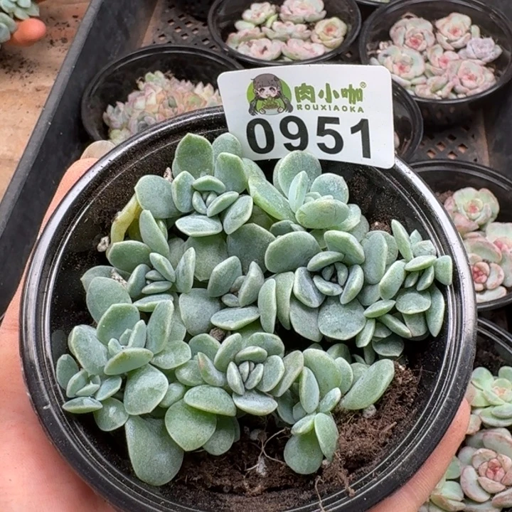 多肉植物多肉植物