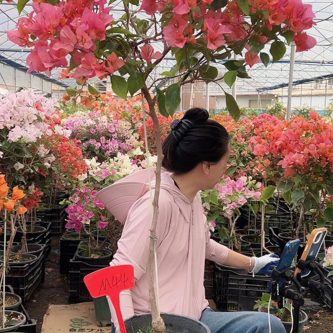 小***资大部分花苞少量开放M44波妹