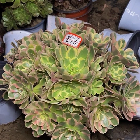 布加迪老桩捧花836号