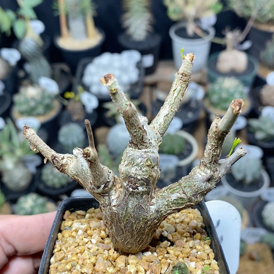 234号实生沙漠苏木块根植物8cm