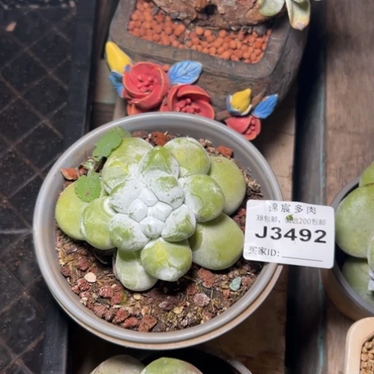 ?谢谢宝～一物一拍3492