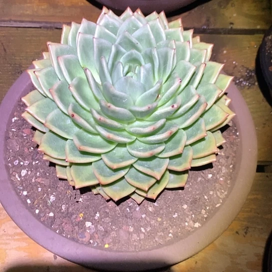 美肉特价活动开始啦