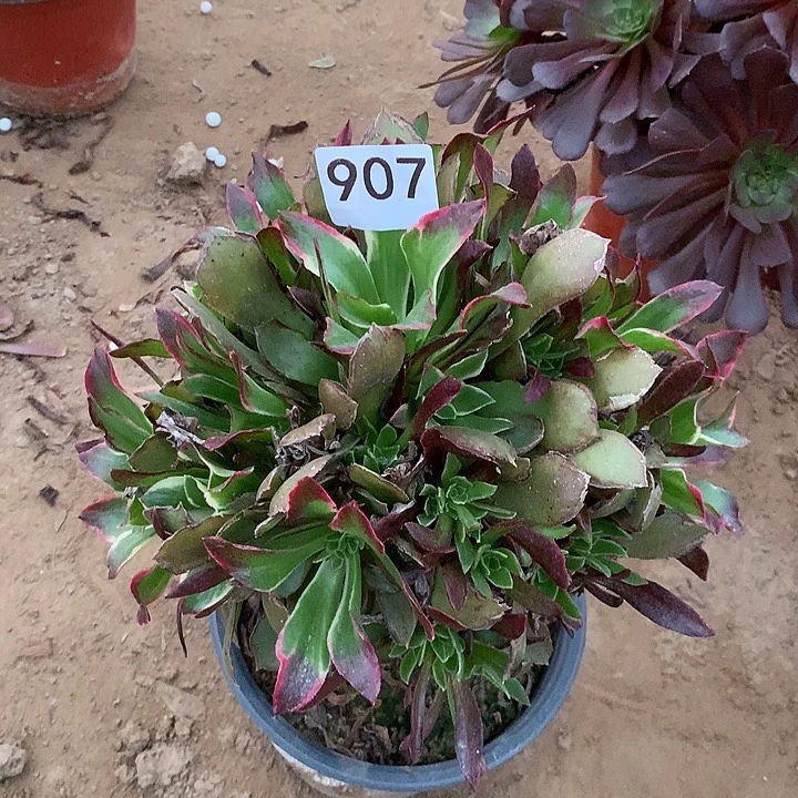 无花朵907雨花石南