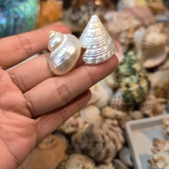 石材天然海螺贝壳