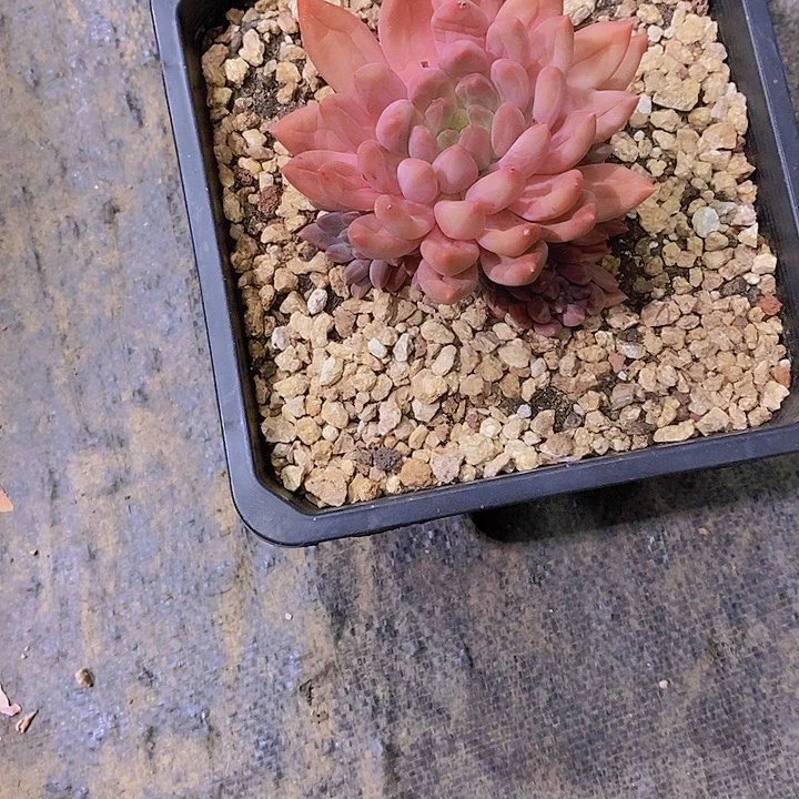 是***呀水晶球多肉植物老桩