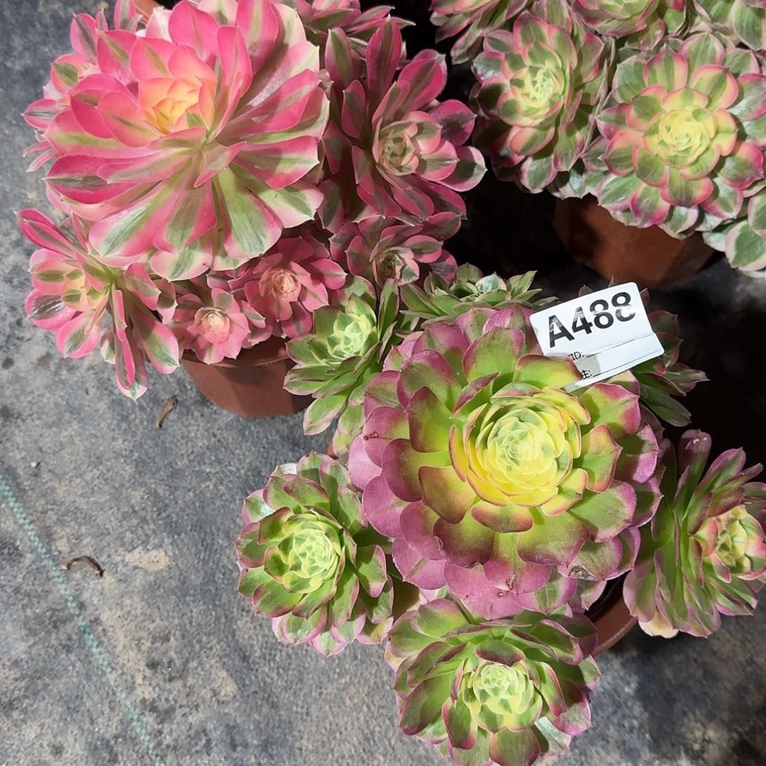 浮***怒海仙粉女巫两颗a488