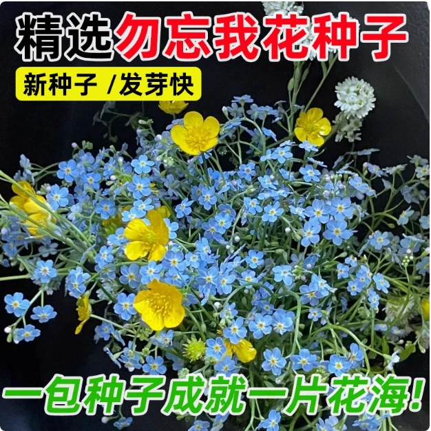 高质放青松绿植勿忘我花种子籽子四季播种开花室外易活阳台耐寒庭