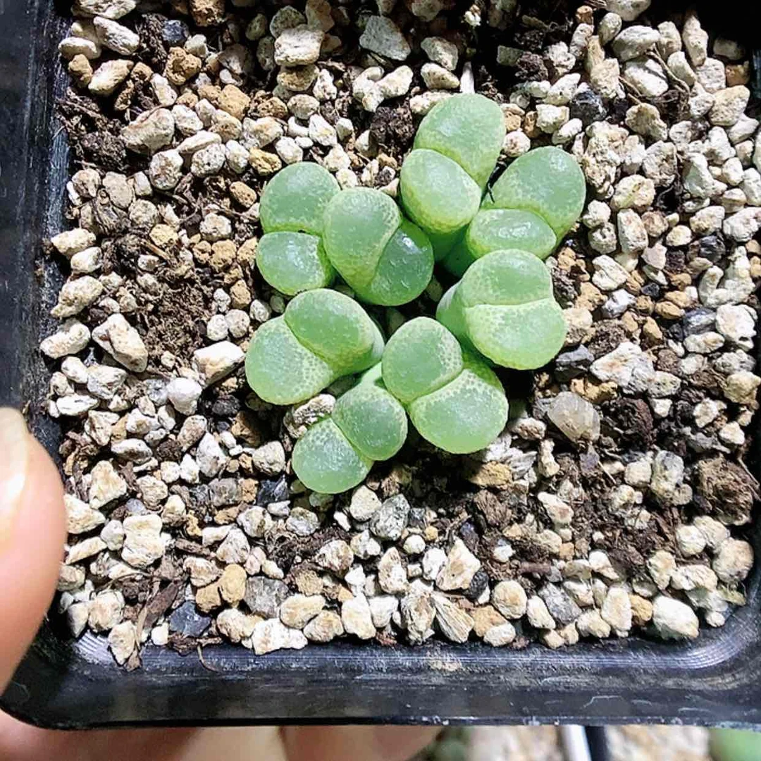 【闪购商品】6-20-20 白拍子一群特 50