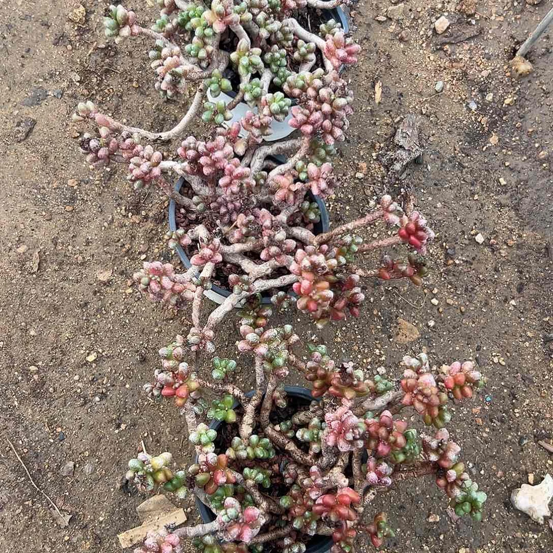 韩***肉杜呃呃呃呃呃呃呃呃呃呃