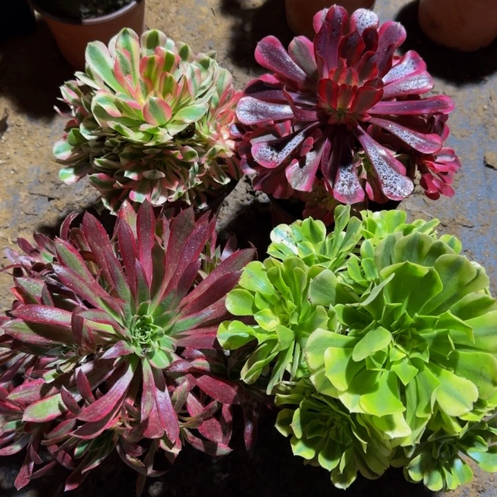 美杜莎 粉女巫 孔雀锦。绿豆沙全部周正35.8