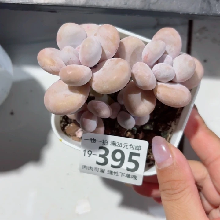 蛋黄奶多肉无盆土发货多肉多