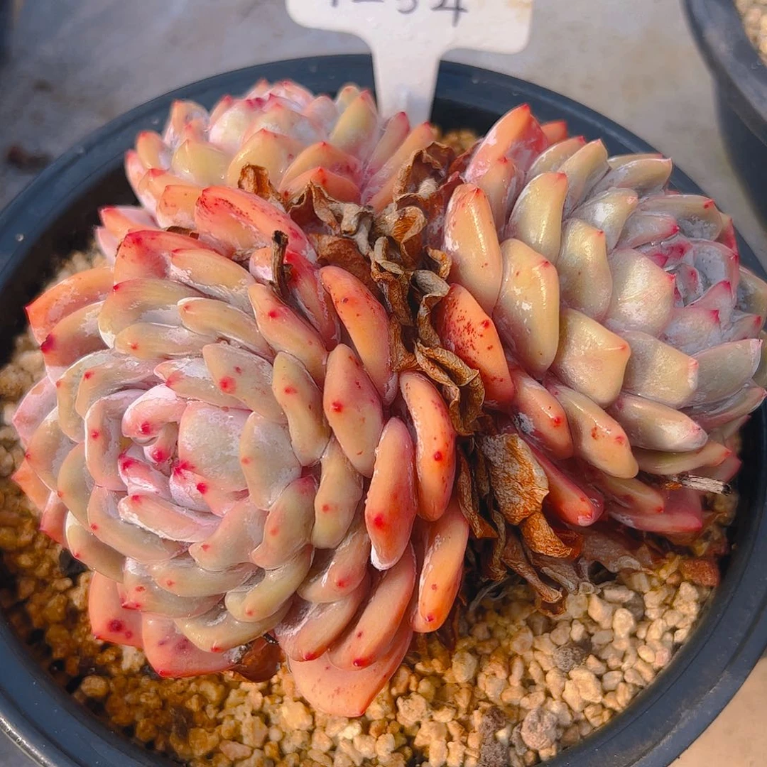 丫*_三头橙梦露1234号一物一拍