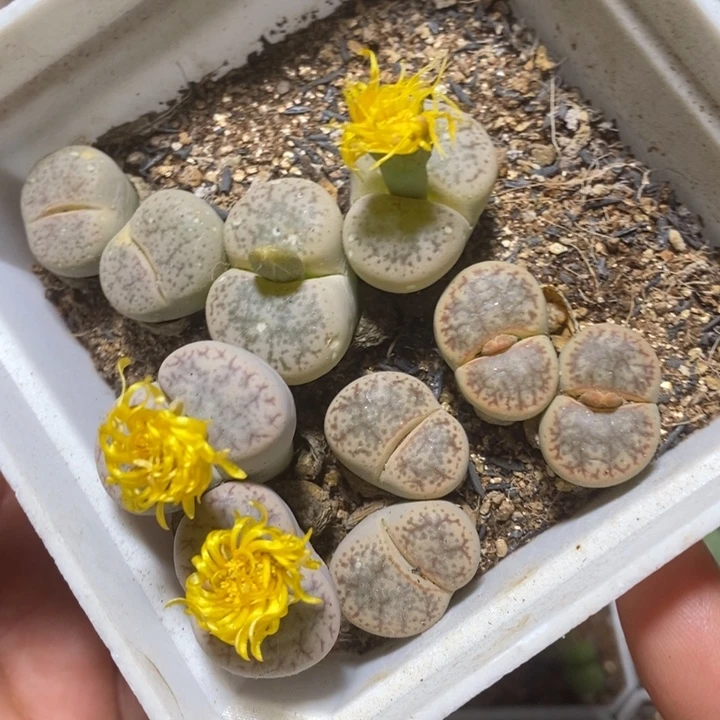 漂亮大彩曲特价秒