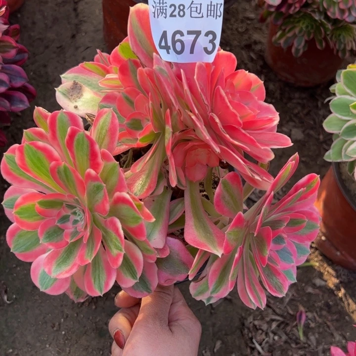 4673女巫不包损多肉植物