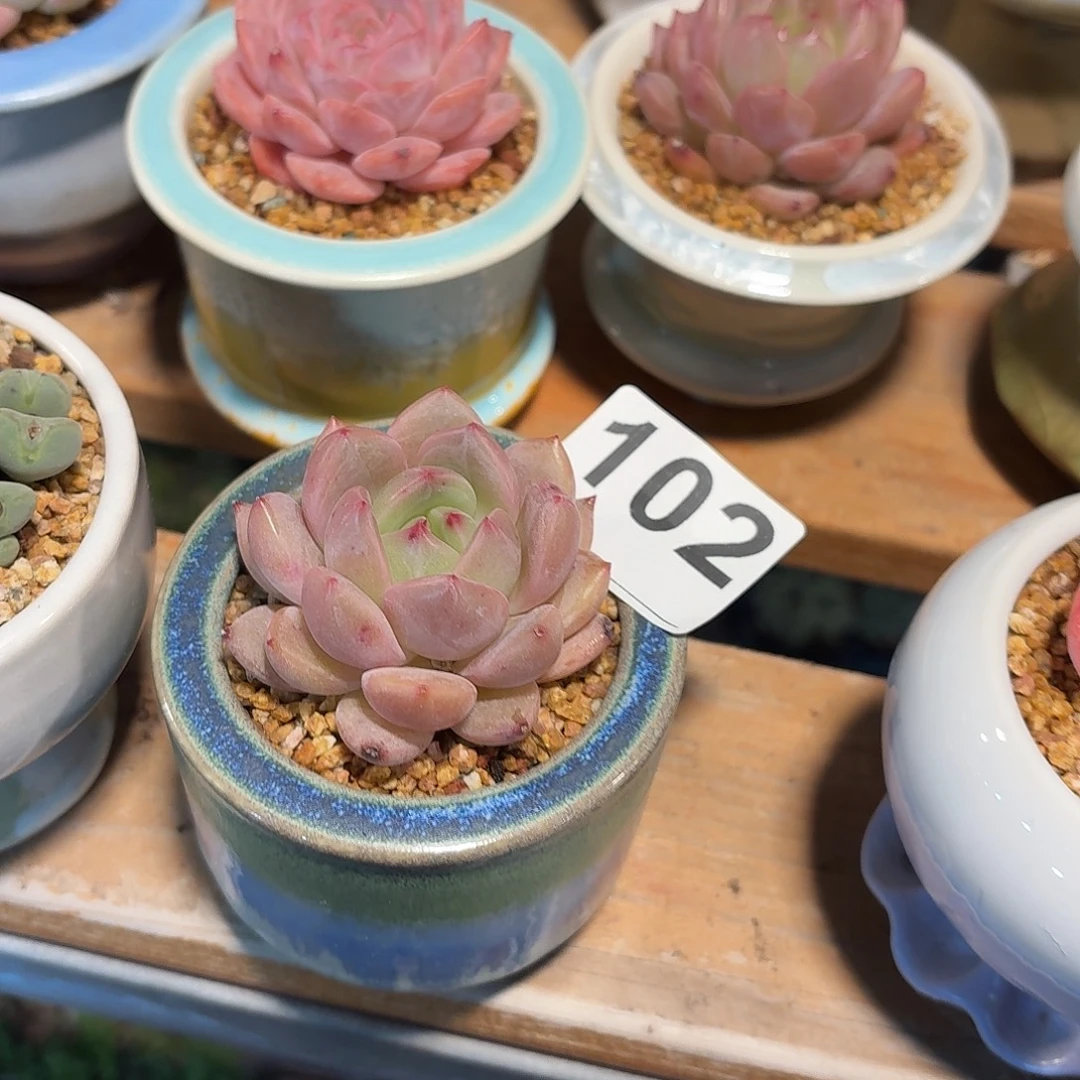 酒***子多肉杂交带盆发货102