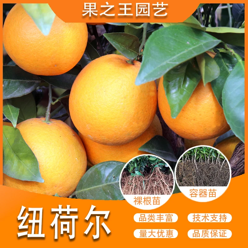果之王【纽荷尔】盆栽地栽正宗嫁接产量高中熟南北耐寒脐橙苗
