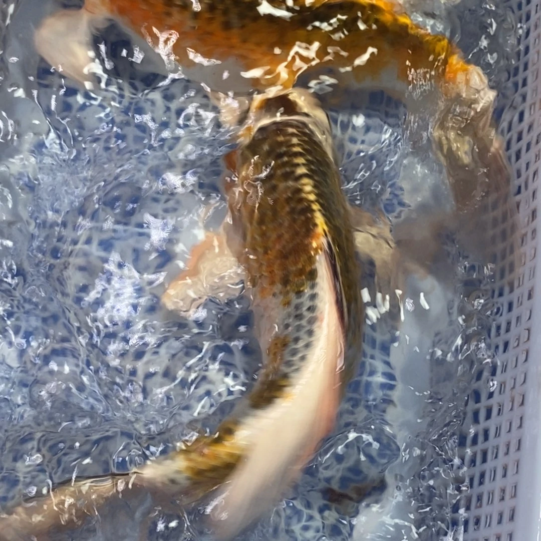 锦鲤冷水锦鲤包邮