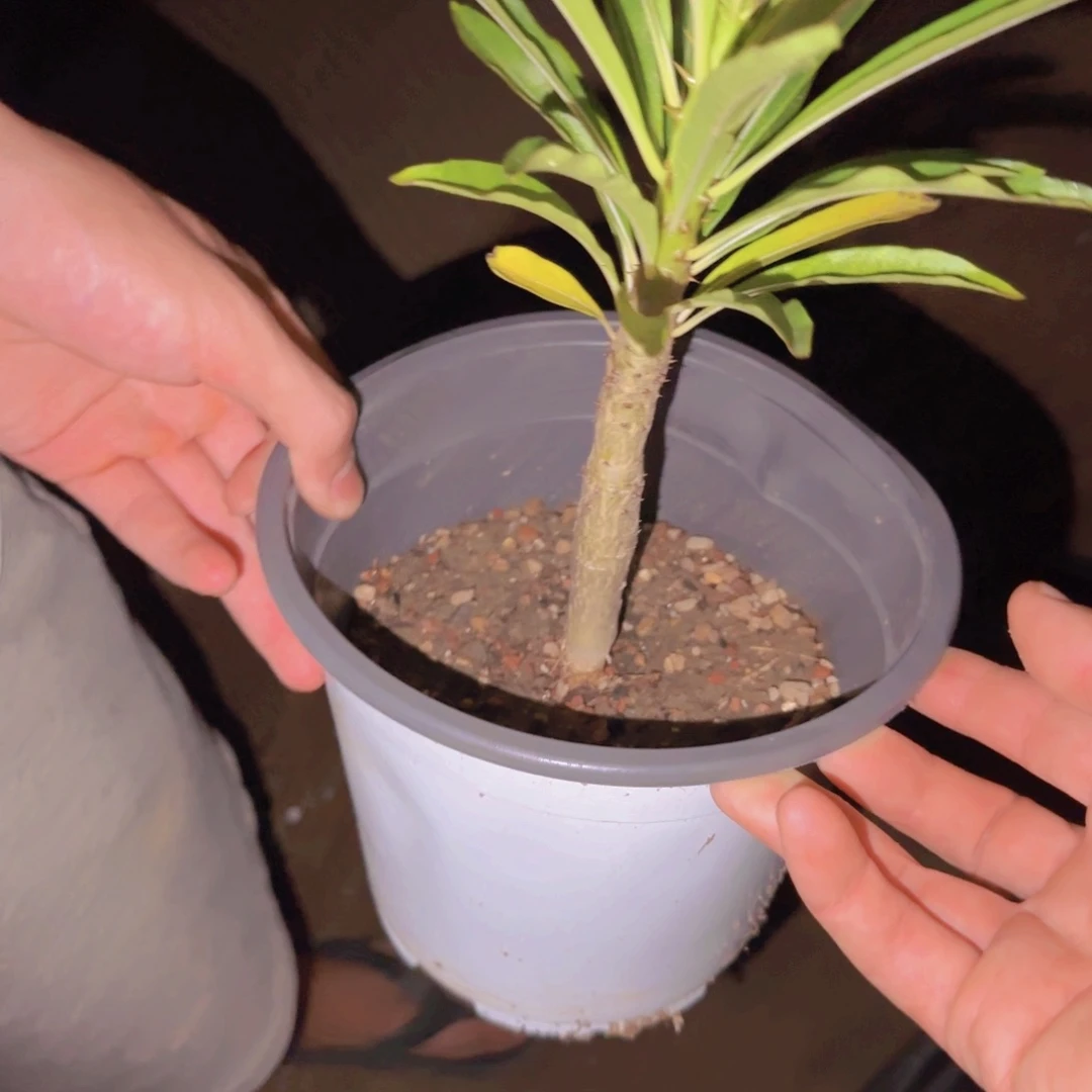 块根植物块根植物