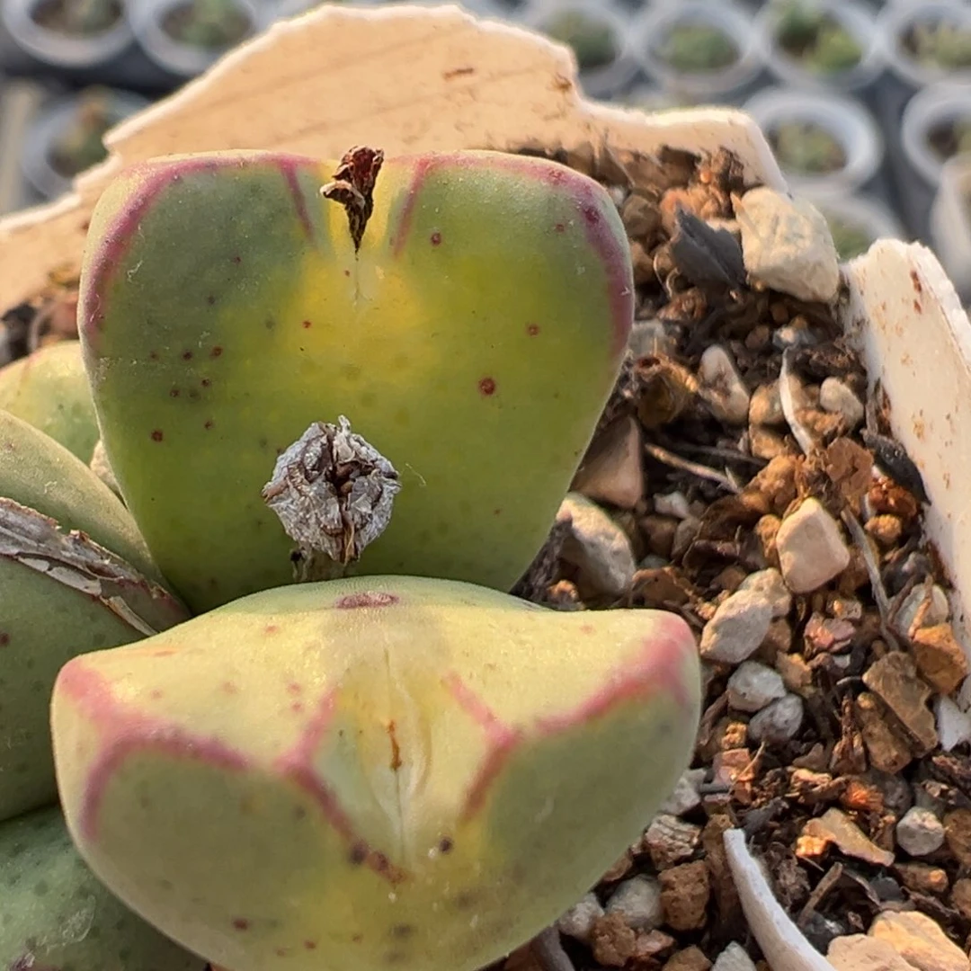 西****猴63多肉植物百科知识