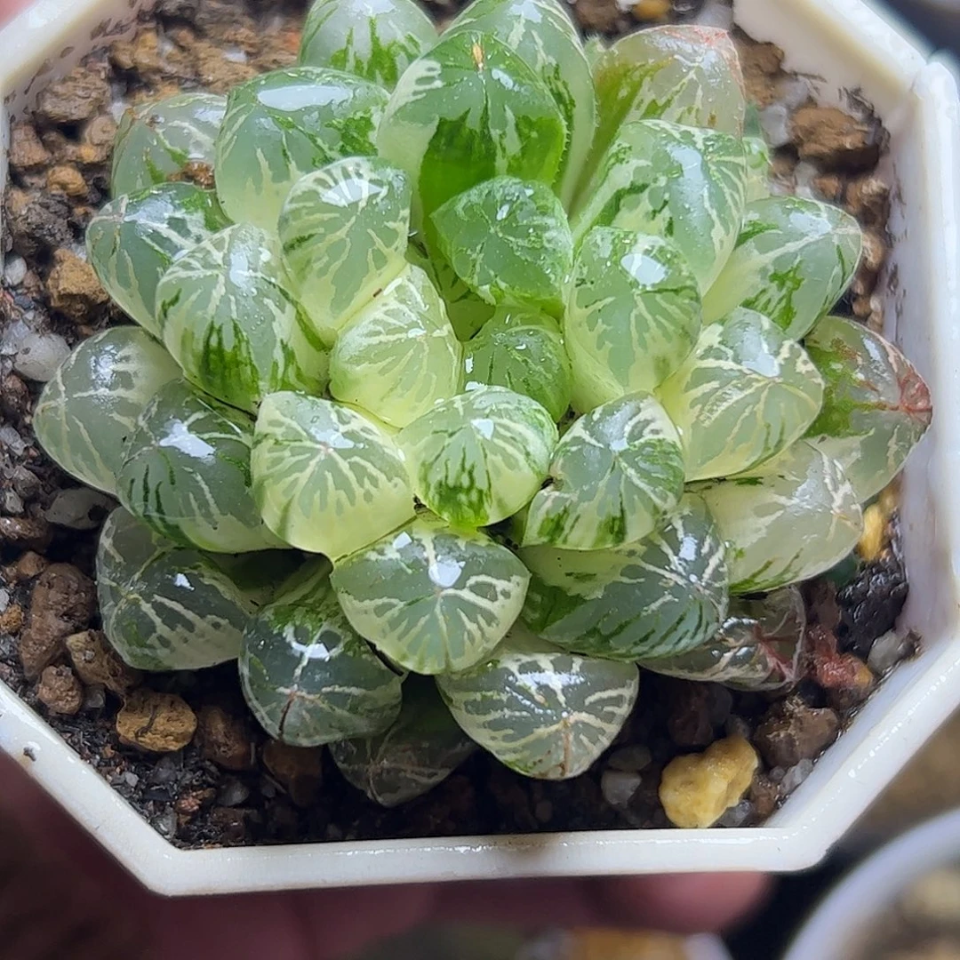 塑料皮母本锦十二卷