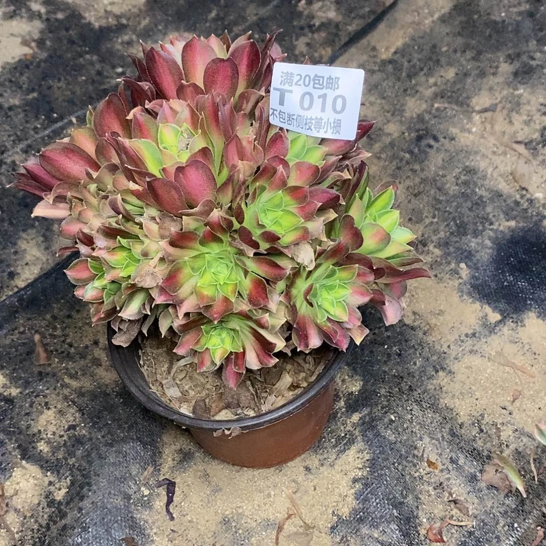 010韶华多肉法师锦多肉