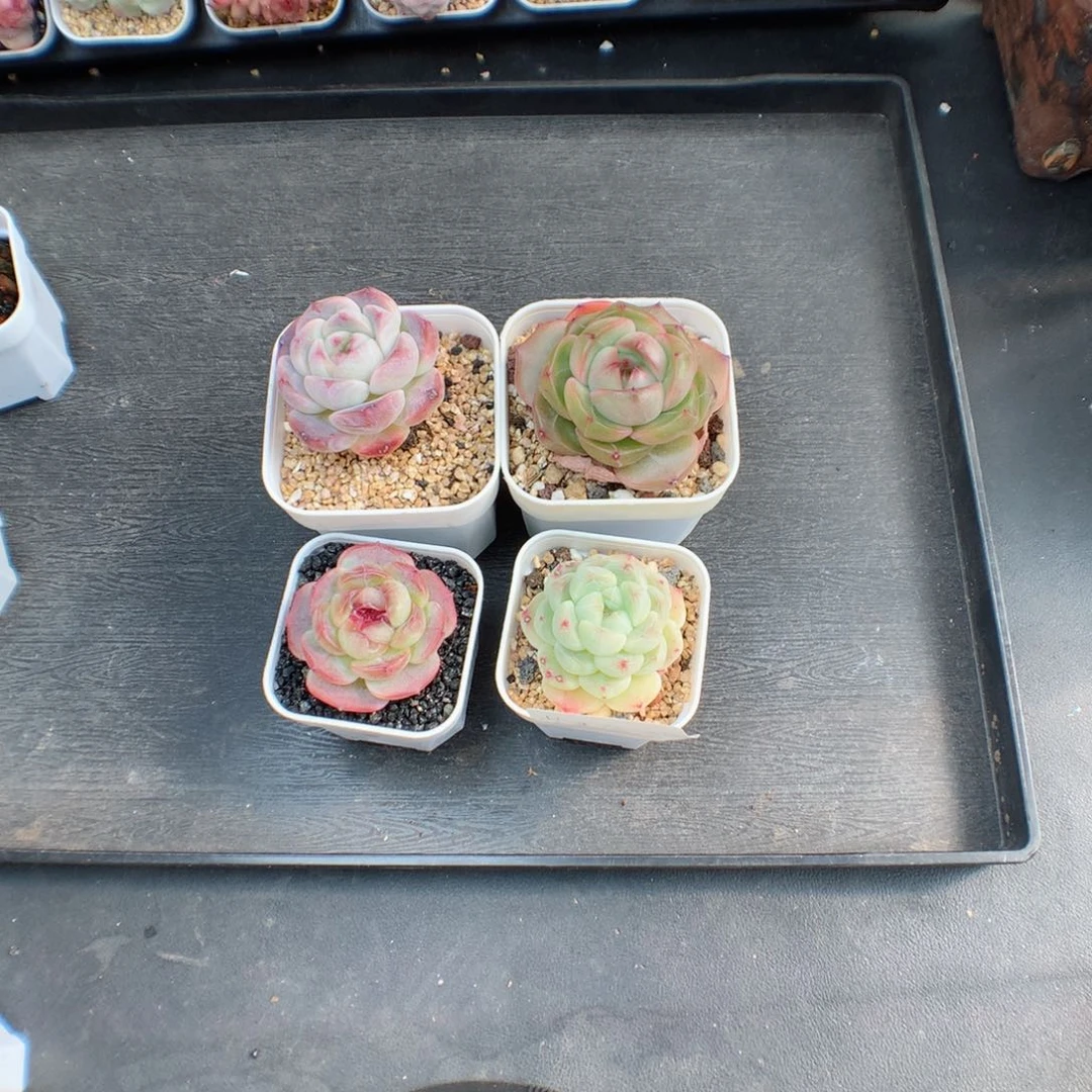 芒**吃多肉植物。珍妮糖心