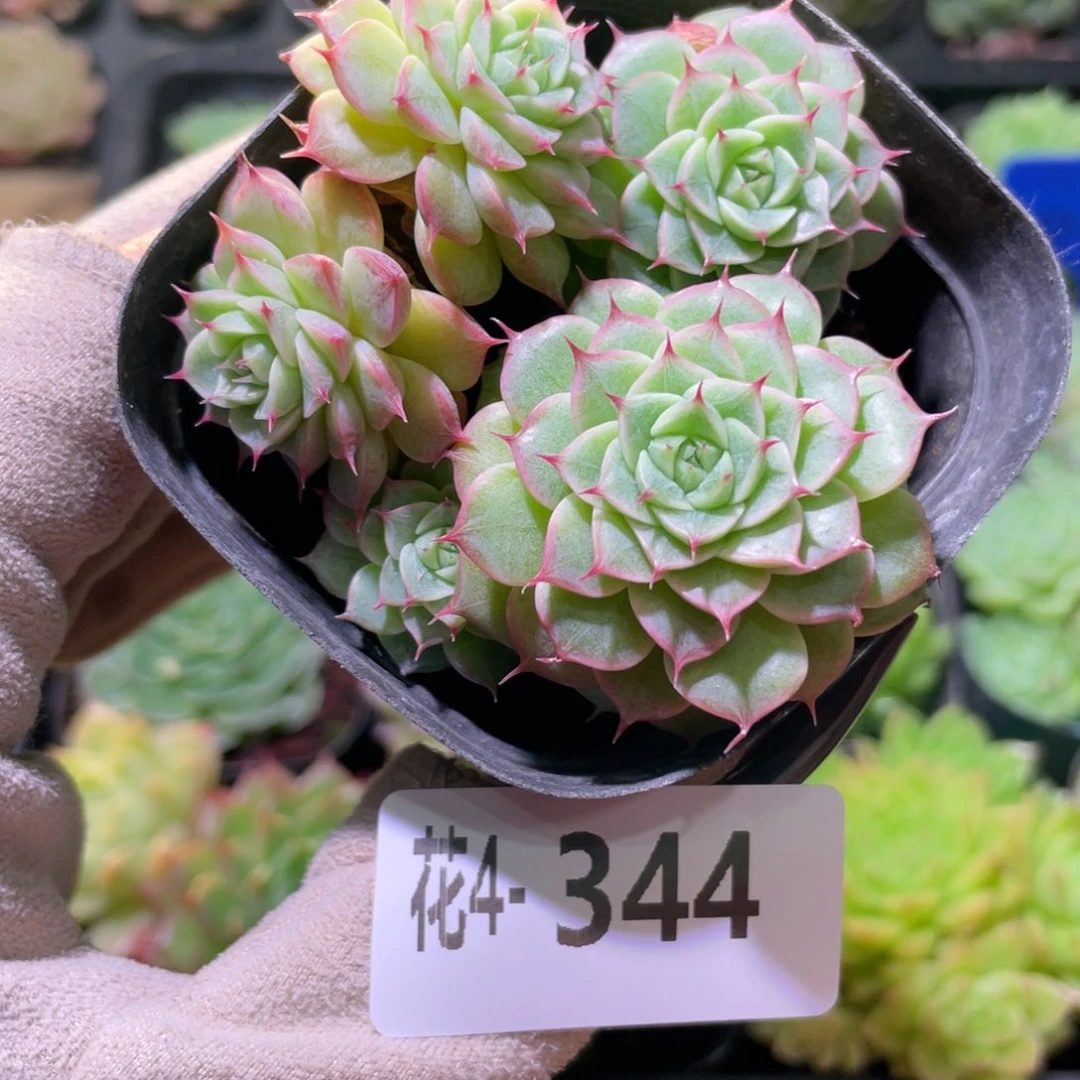 花利美4-344海王群