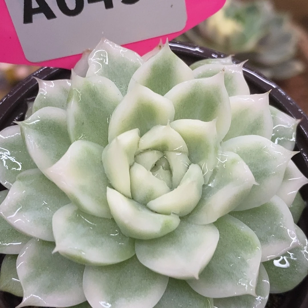 492麦秆哈哈哈哈哈哈哈