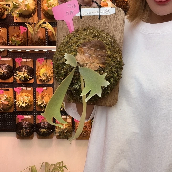 完全开放nu 北极星 特价