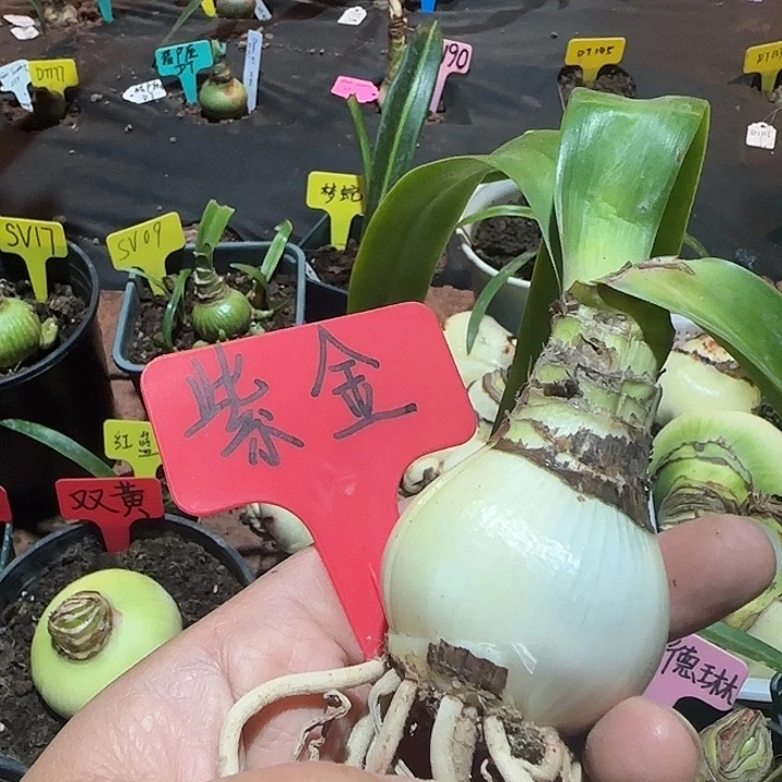 紫金朱顶红4.2紫金