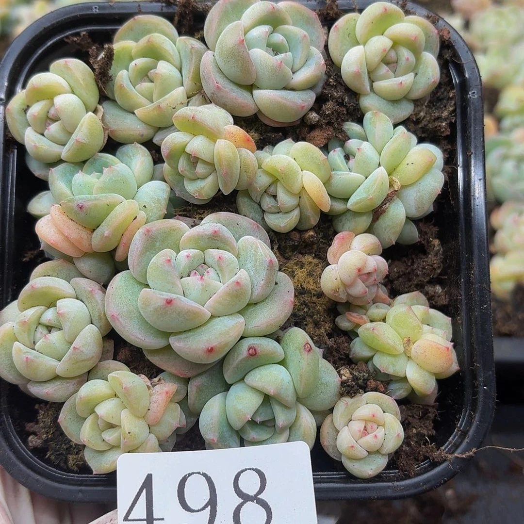 多肉植物多肉植物498