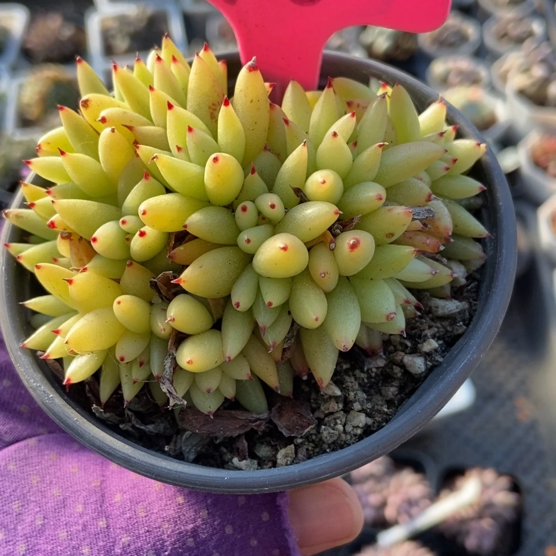10虎鲸缀多肉植物多肉